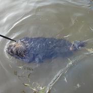 Lhasa apso Dharmakaya falguni
