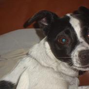 Glathåret foxterrier ¤ Sif ¤