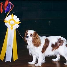 Cavalier king charles spaniel Ronja