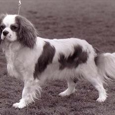 Cavalier king charles spaniel Ronja