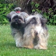 Lhasa apso Seng Tru heaven´s Asha