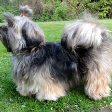 Lhasa apso Seng Tru heaven´s Asha