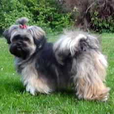Lhasa apso Seng Tru heaven´s Asha
