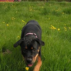 Blanding af racer Hunden ( rotte/cc )