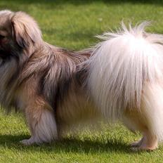 Tibetansk spaniel Sommerlyst's Ishvara Ga-Wa ("Poppe")