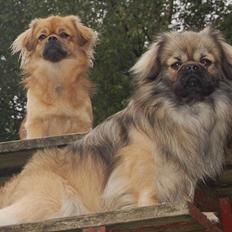 Tibetansk spaniel Sommerlyst's Ishvara Ga-Wa ("Poppe")