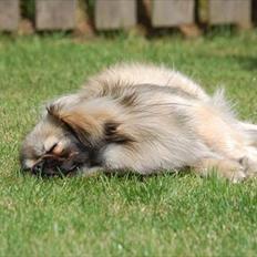 Tibetansk spaniel Sommerlyst's Ishvara Ga-Wa ("Poppe")