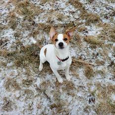 Dansk svensk gaardhund Holgers Rose (Kiki)