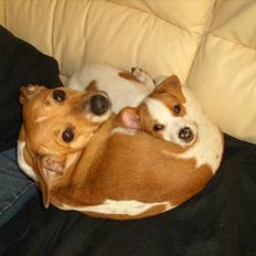 Dansk svensk gaardhund Holgers Rose (Kiki)