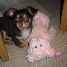 Chihuahua Frebonas Casanova (Ditlev)