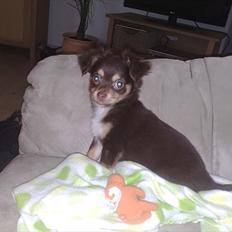 Chihuahua Frebonas Casanova (Ditlev)