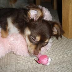 Chihuahua Frebonas Casanova (Ditlev)