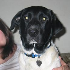 Blanding af racer Lucky