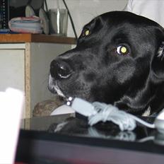 Blanding af racer Lucky