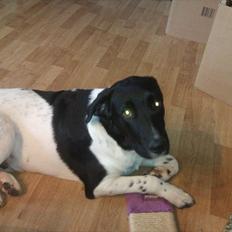 Blanding af racer Lucky