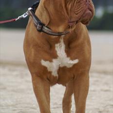Dogue de bordeaux Ziljah
