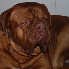 Dogue de bordeaux CaMeeko a Touch of Ti Amo