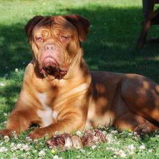 Dogue de bordeaux Isolde Van't Bulscampvelt