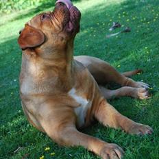 Dogue de bordeaux Isolde Van't Bulscampvelt