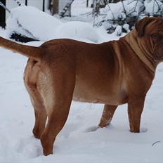 Dogue de bordeaux Isolde Van't Bulscampvelt