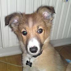 Blanding af racer Charlie