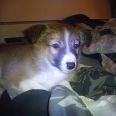 Blanding af racer Charlie