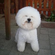 Bichon à poil frisé Zimba