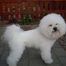 Bichon à poil frisé Zimba