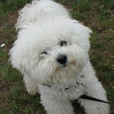 Bichon à poil frisé Zimba