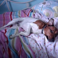 Blanding af racer Kvik