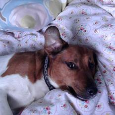 Blanding af racer Kvik