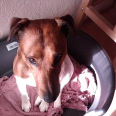 Blanding af racer Kvik