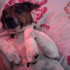 Dansk svensk gaardhund Smut