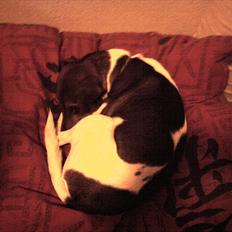 Dansk svensk gaardhund Smut