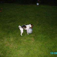 Dansk svensk gaardhund Smut