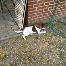 Field Trial spaniel Tulle