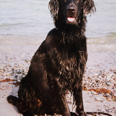 Flat coated retriever Charlie