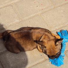 Fransk bulldog Marley