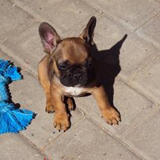 Fransk bulldog Marley