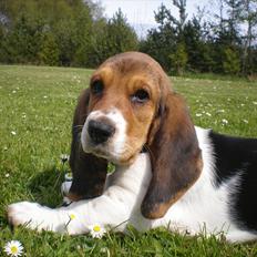 Basset hound Stenildgaard's Gurli (Jønsson)