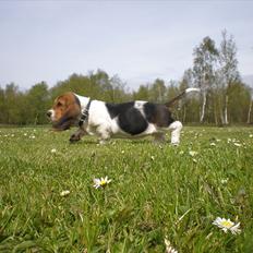 Basset hound Stenildgaard's Gurli (Jønsson)