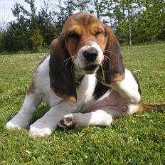 Basset hound Stenildgaard's Gurli (Jønsson)