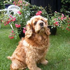 Amerikansk cocker spaniel Sofus