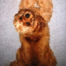 Amerikansk cocker spaniel Sofus