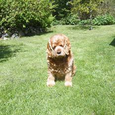 Amerikansk cocker spaniel Sofus