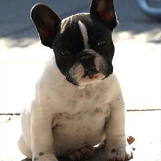 Fransk bulldog Lucky Seven A queen from 
