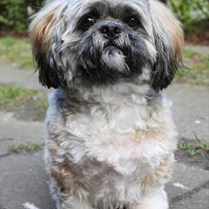 Lhasa apso Sofus