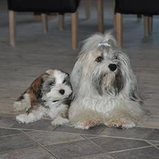 Bichon havanais Nicondoes Double-O-seven (Messie)