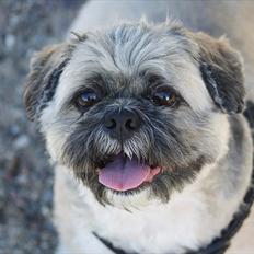 Lhasa apso Sofus