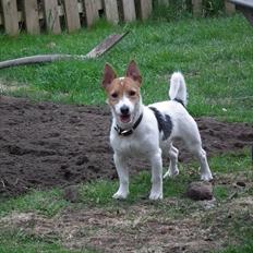 Jack russell terrier Max